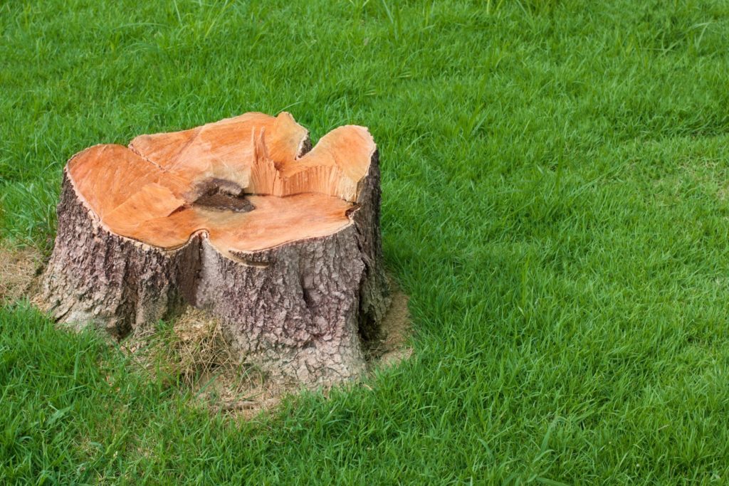 Stump Grinding & Removal, Tree Removal, Opelika, AL