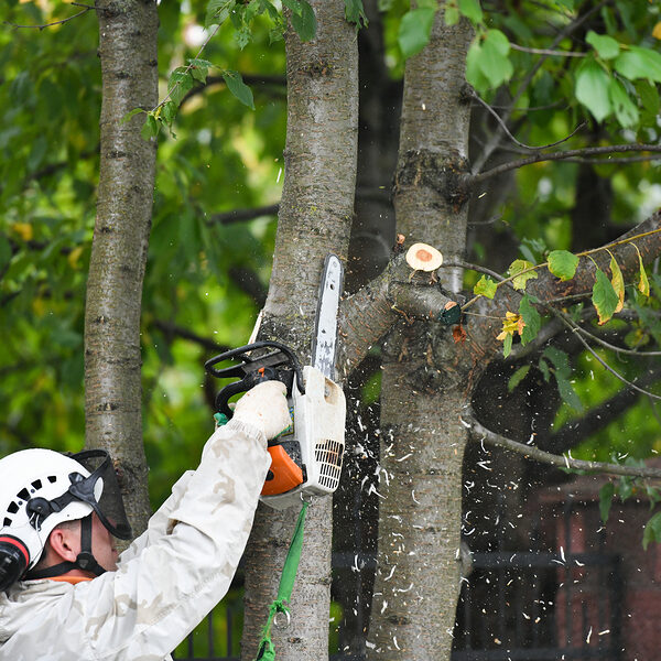 worker cutting the tree