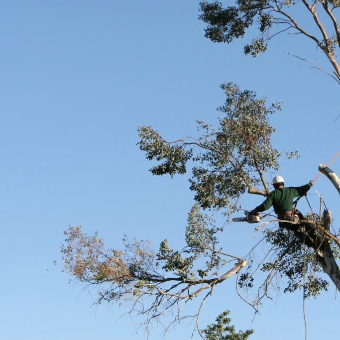 worker in the tree using a chainsaw